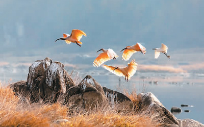 一月.jpg 一月.jpg