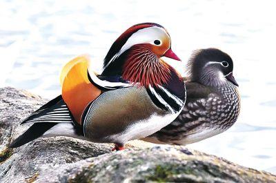 鴛鴦.jpg 鴛鴦.jpg